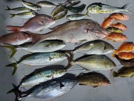 ブルーピア 釣果