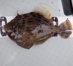 遊漁船 幸友丸 釣果