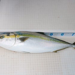 松本釣船２ 釣果