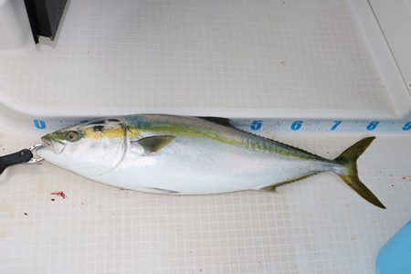 松本釣船２ 釣果