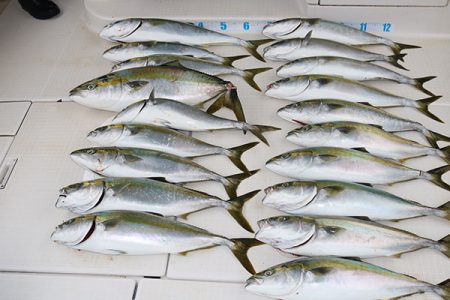 松本釣船２ 釣果