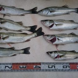 ルアー船マヒマヒ 釣果