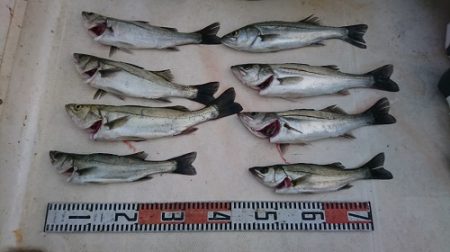 ルアー船マヒマヒ 釣果