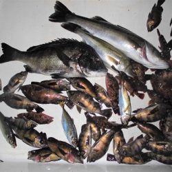 ルアー船マヒマヒ 釣果