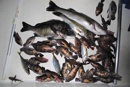 ルアー船マヒマヒ 釣果