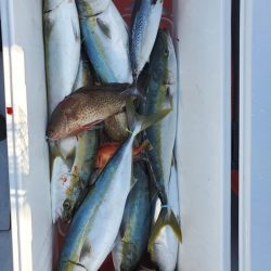 ブルーピア 釣果