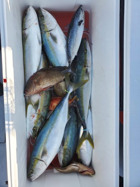 ブルーピア 釣果