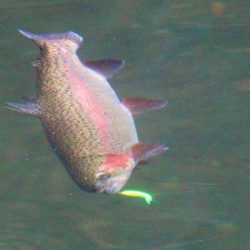 小菅トラウトガーデン 釣果