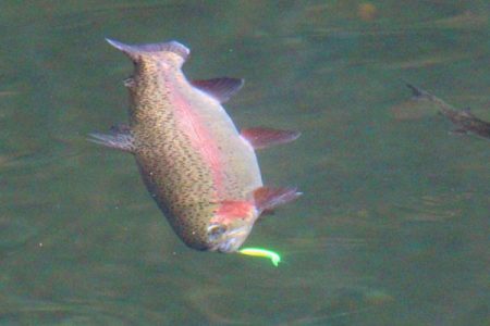 小菅トラウトガーデン 釣果