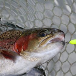 小菅トラウトガーデン 釣果