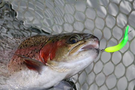 小菅トラウトガーデン 釣果