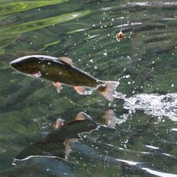 小菅トラウトガーデン 釣果