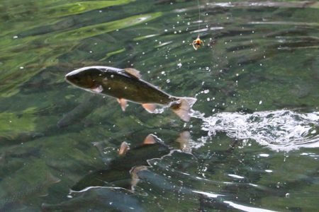 小菅トラウトガーデン 釣果