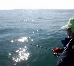 遊漁船 幸友丸 釣果