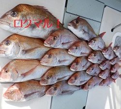 遊漁船 幸友丸 釣果