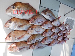 遊漁船 幸友丸 釣果