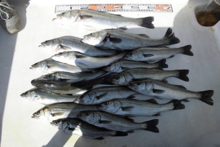 ルアー船マヒマヒ 釣果