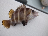 遊漁船 幸友丸 釣果