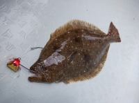 遊漁船 幸友丸 釣果