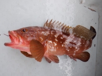 遊漁船 幸友丸 釣果