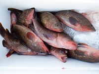 遊漁船 幸友丸 釣果