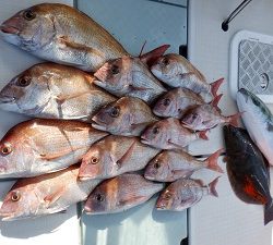 遊漁船 幸友丸 釣果