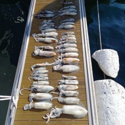 フィッシングボートACE(エース) 釣果