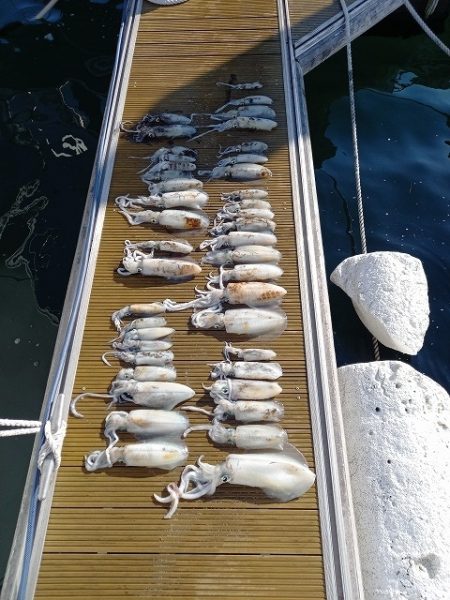 フィッシングボートACE（エース） 釣果