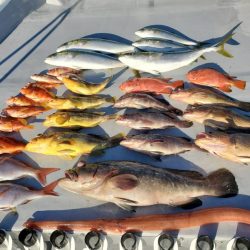 ブルーピア 釣果