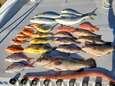 ブルーピア 釣果