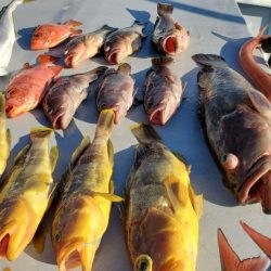 ブルーピア 釣果