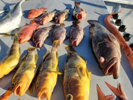 ブルーピア 釣果