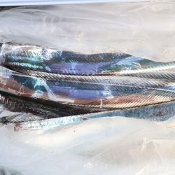 松本釣船２ 釣果