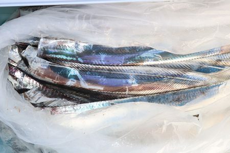 松本釣船２ 釣果