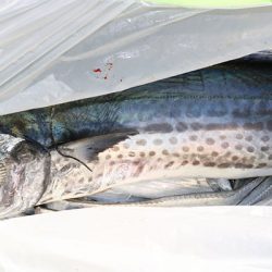 松本釣船２ 釣果