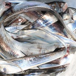 松本釣船２ 釣果