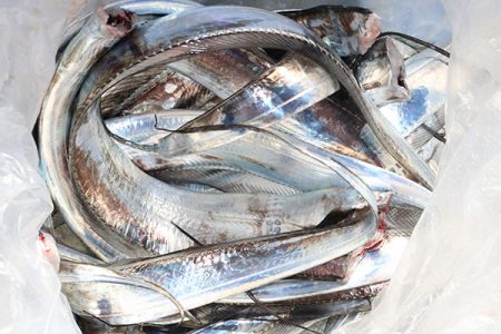 松本釣船２ 釣果