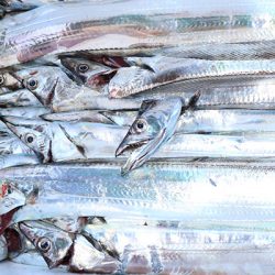 松本釣船２ 釣果