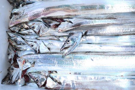 松本釣船２ 釣果