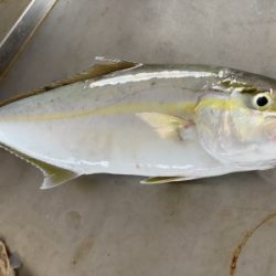 本部釣りイカダ 釣果