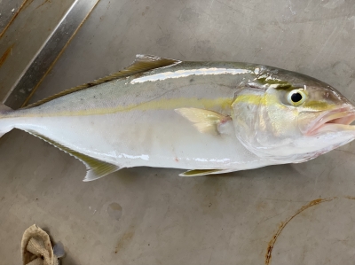 本部釣りイカダ 釣果