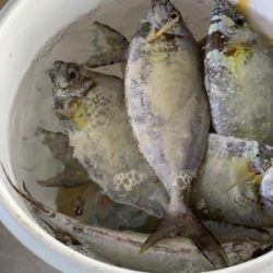 本部釣りイカダ 釣果