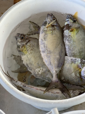 本部釣りイカダ 釣果