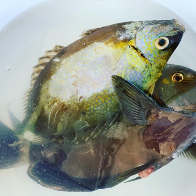 本部釣りイカダ 釣果