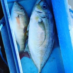 本部釣りイカダ 釣果