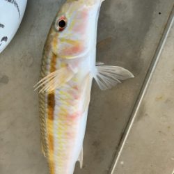 本部釣りイカダ 釣果