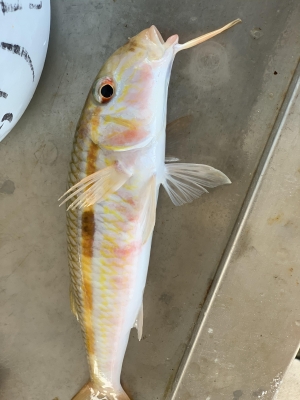 本部釣りイカダ 釣果