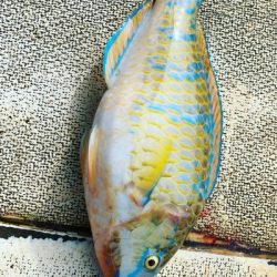 本部釣りイカダ 釣果