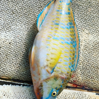 本部釣りイカダ 釣果