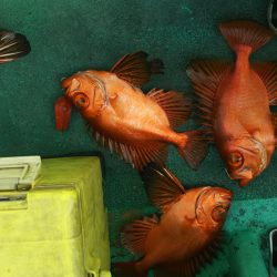 モンロー号 釣果